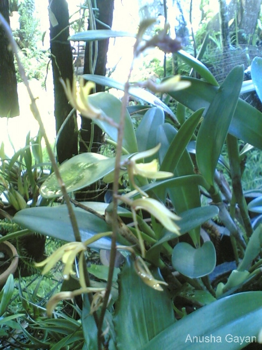 Tainia bicornis (Lindl.) Rchb.f.